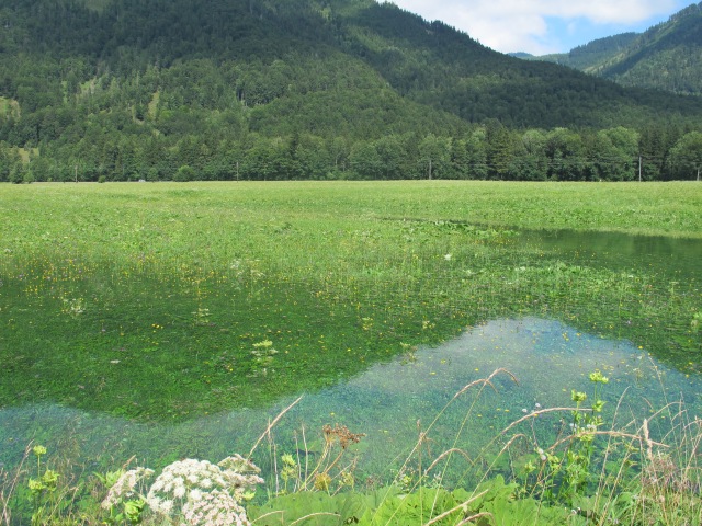 Flooded meadow